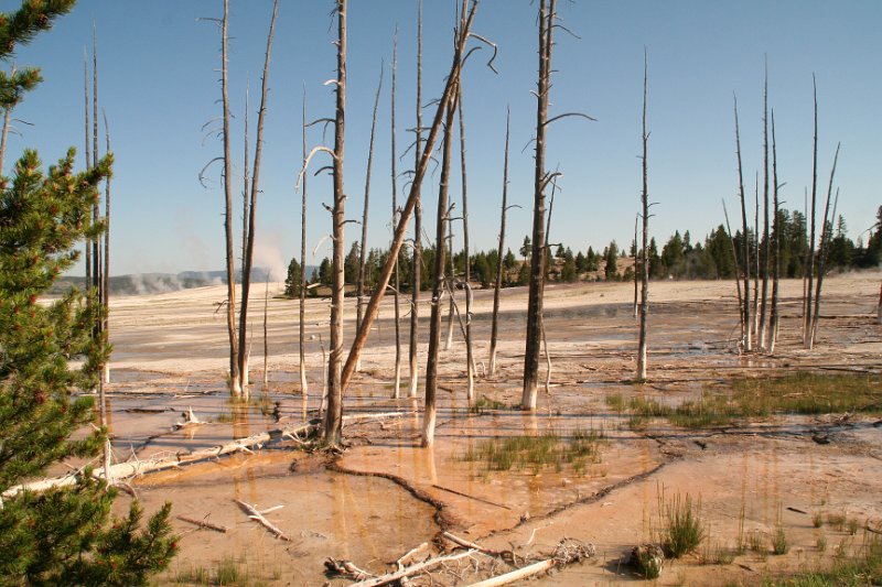 Trip (128).JPG - Lodgepole Pines at the Fountain Paint Pot Nature Trail